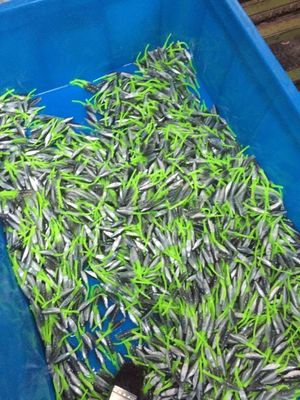 45T Verticale vis aas Plastic injectie gietmachine voor de productie van precieze aas